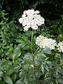 Cenolophium denudatum inflorescence