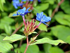 Blüten seitlich