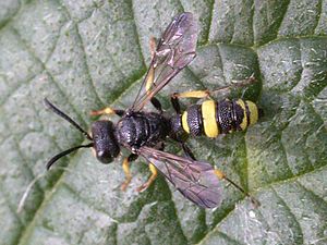 Bee-hunting knotty wasp (Cerceris rybyensis)