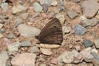 <i>Cercyonis oetus</i> Species of butterfly