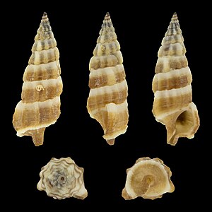 Cerithium balteatum