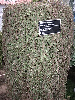 <i>Ceropegia linearis</i> Species of plant