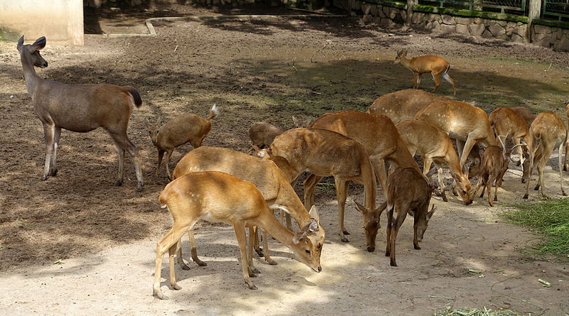 File:Cervus - Saigon Zoo and Botanical Gardens - Ho Chi Minh City, Vietnam - DSC01331.JPG