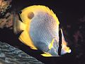 The spotfin butterflyfish