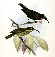 Пара аметистовких нектарців (підвид C. a. kirkii)