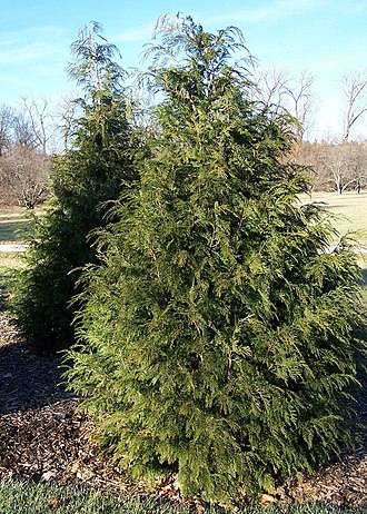 Cultivated Specimens at Morton Arboretum Chamaecyparis Nootkatensis.jpg