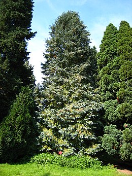 Chamaecyparis lawsoniana tree.jpg
