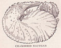 Chambered Nautilus page 542.jpg