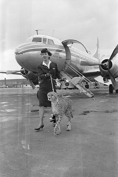 File:Cheetah-jachtluipaard op doorreis van Afrika naar Londen op Schiphol . De cheeta, Bestanddeelnr 912-3058.jpg