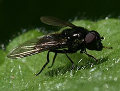 Cheilosia vicina