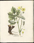 Chelidonium majus (Plate 0238)