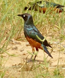 Chestnut-bellied starling