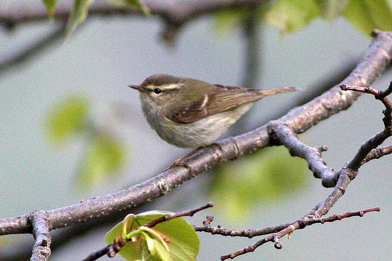 File:Chinese Leaf-warbler.jpg