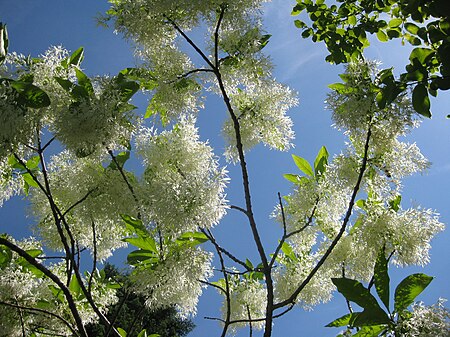 Chionanthus virginicus - New York Botanical Garden - 2.jpg