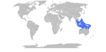 Chironex fleckeri Range Map.svg 