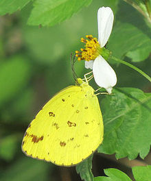 Çikolata Otu Sarısı (Eurema sari sodalis) - Vietnam.jpg