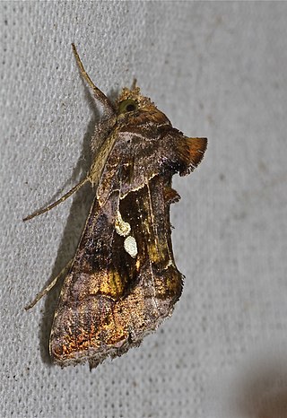<i>Chrysodeixis acuta</i> Species of moth