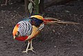 * Nomination Captive Golden pheasant (Chrysolophus pictus) In Panoaya park, Mexico --Cvmontuy 05:57, 19 March 2018 (UTC) * Promotion Good quality. --Ermell 06:46, 19 March 2018 (UTC)