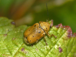 <i>Cryptocephalus octomaculatus</i> species of insect