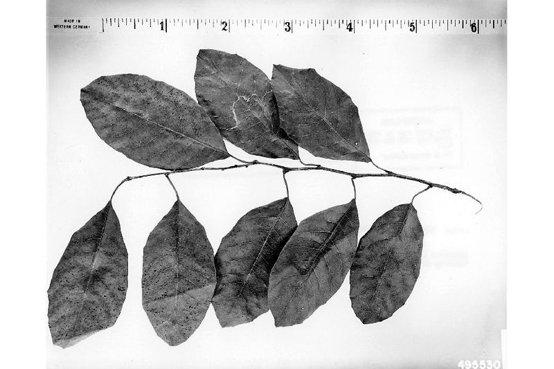 File:Chrysophyllum oliviforme leaves.jpg