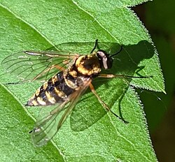 Chrysopilus ornatus 139280286.jpeg