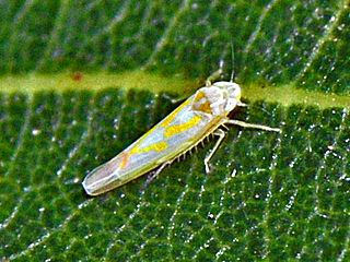 <span class="mw-page-title-main">Alebrini</span> Tribe of leafhoppers