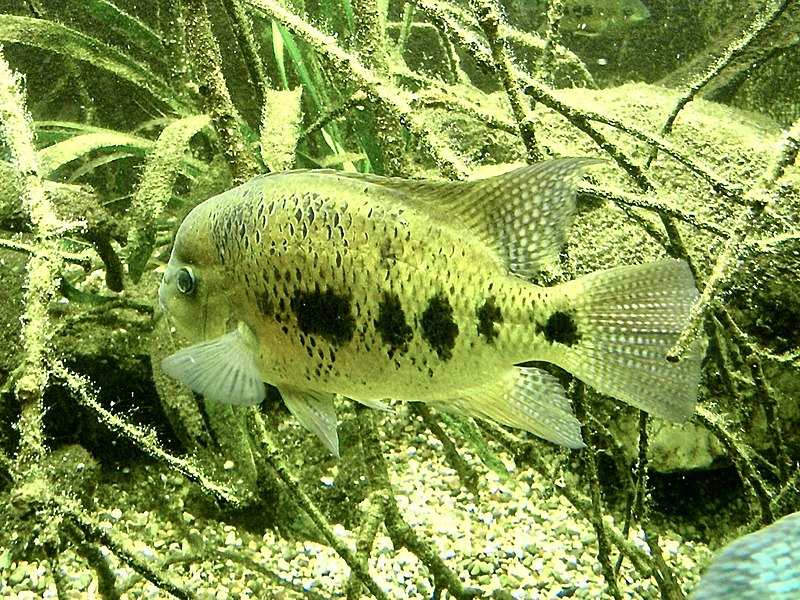 File:Cichlidae Cichlasoma bocourti 1.jpg