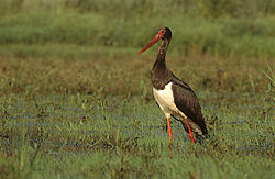 Black stork