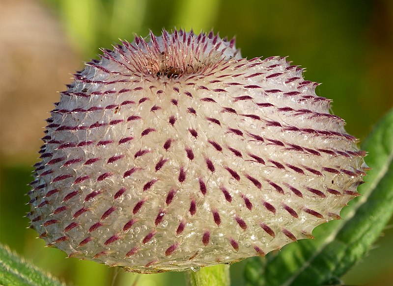 File:Cirsium eriophorum flower head (Kozara National Park, Republika Srpska) v2.jpg