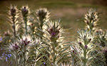 Thumbnail for Cirsium scariosum