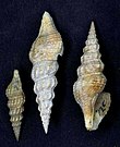 Shells in multiple orientations of Clathrodrillia sea snails Clathrodrillia flavidula 001.jpg