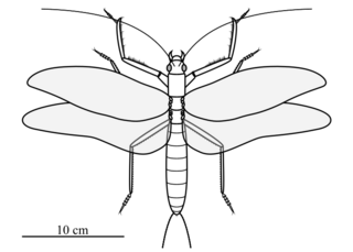 <i>Clatrotitan</i> Extinct species of winged insect