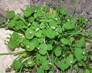 <i>Claytonia parviflora</i> species of plant