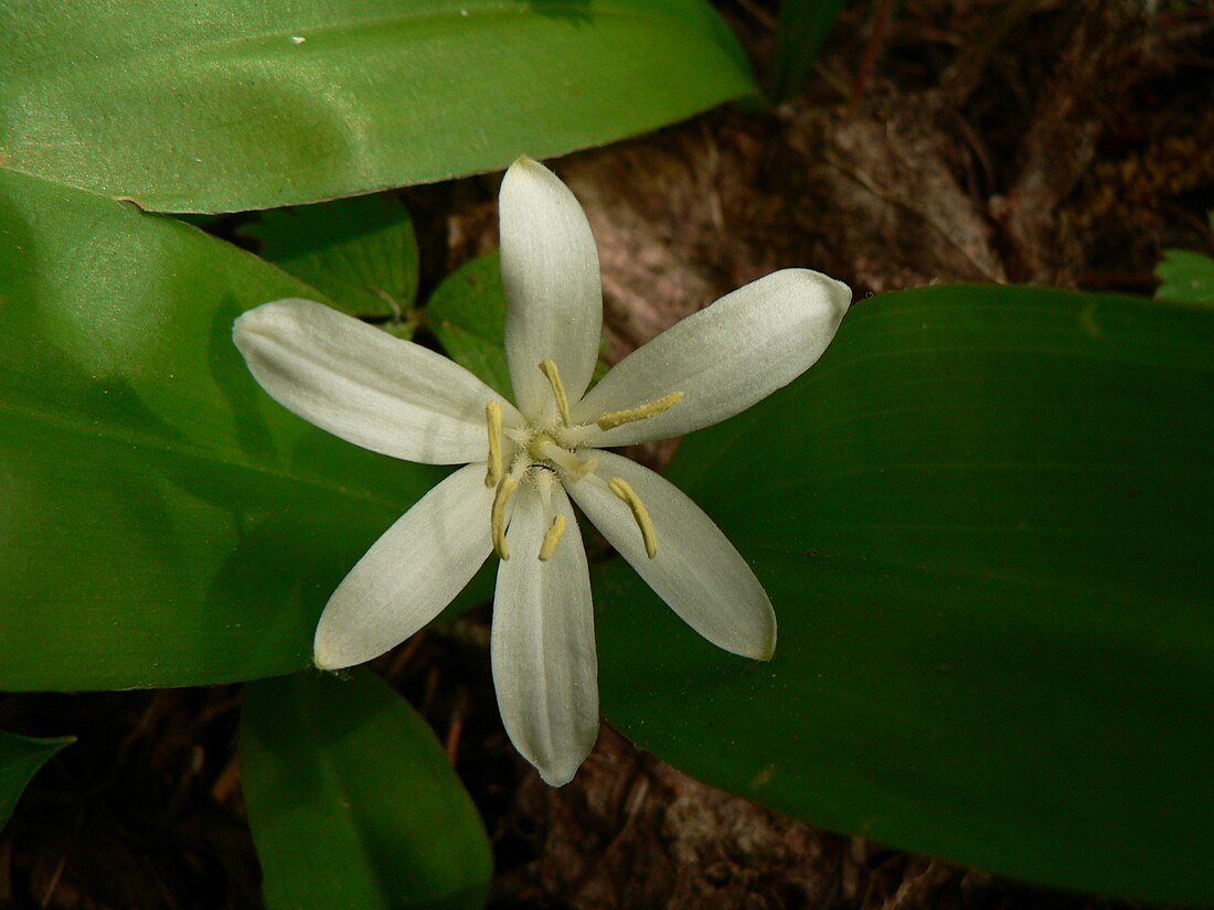 Clintonia