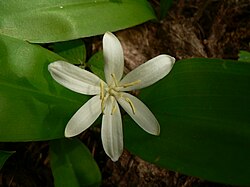 Clintonia uniflora 15272.JPG