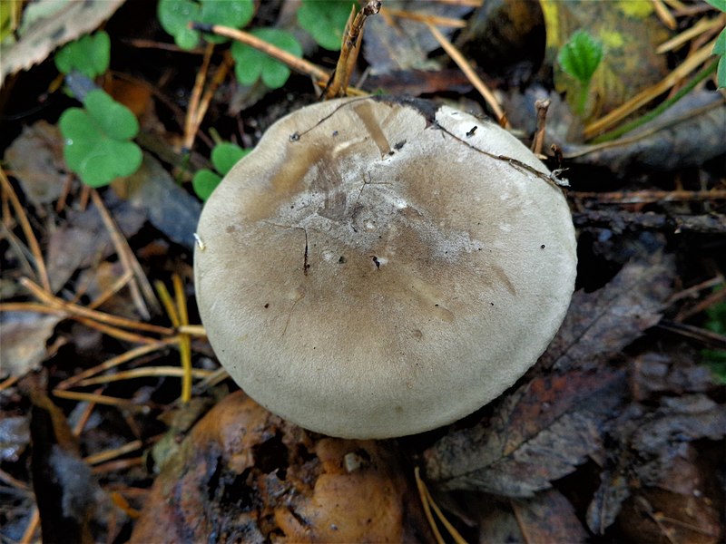 File:Clitocybe nebularis 160248055.jpg