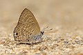 * Nomination Close wing moisture sucking of Anthene emolus (Godart, 1824) - Common Ciliate Blue (Male). (by Anitava Roy) --Atudu 05:36, 17 October 2022 (UTC) * Promotion  Support Good quality. --Sebring12Hrs 07:42, 19 October 2022 (UTC)