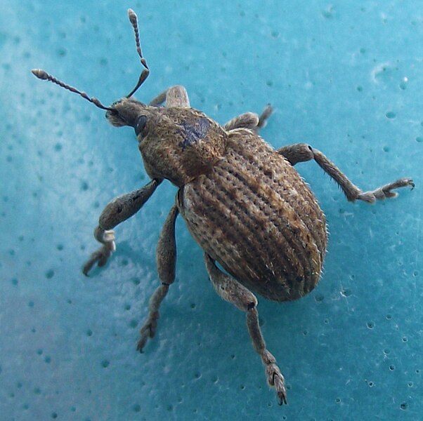 File:Clover Leaf Weevil (24166761073).jpg