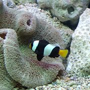 Clown Fish Aquarium.JPG