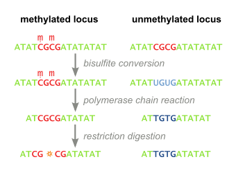 The first few steps of COBRA, and the molecular changes caused by each step to methylated and unmethylated CpG sites. Cobra workflow.svg