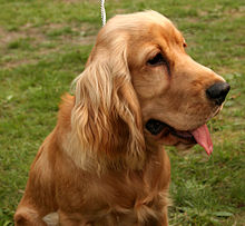 Spaniel