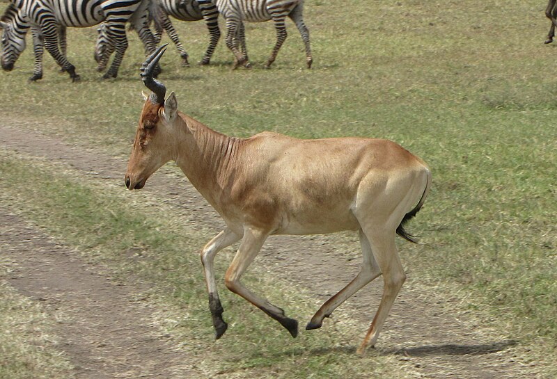 File:Coke's Hartebeest, running.jpg