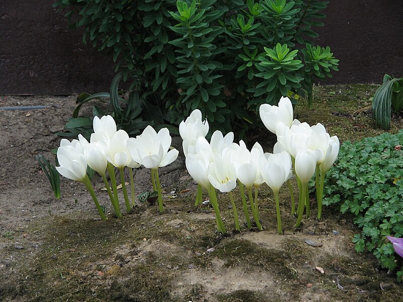 File:Colchicum speciosum album clump.jpg