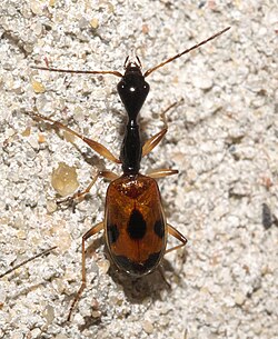 Colliuris pensylvanica - inat 95727425.jpg