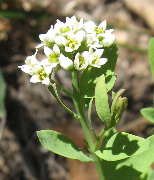 File:Comandra umbellata.jpg