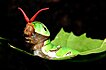 Chenille de Papilio polytes avec son osmeterium sorti