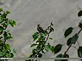 Common Rosefinch (Carpodacus erythrinus) (15700984730).jpg