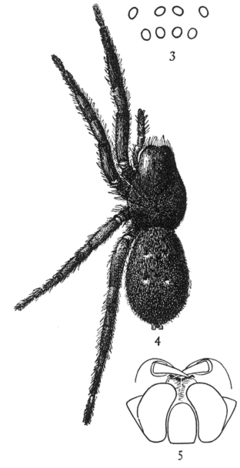 Common Spiders U.S. 003-5 Gnaphosa muscorum.png