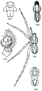 <i>Pardosa distincta</i> Species of spider