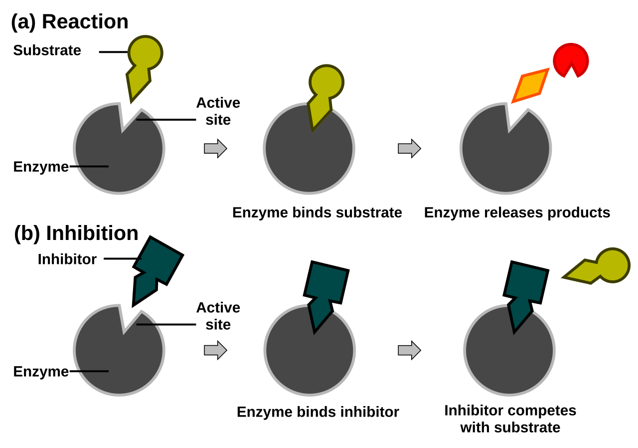 Diagram illustrating competitive inhibition